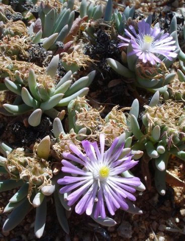 Ebracteola